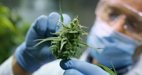 A Man Checking the Hemp Flower