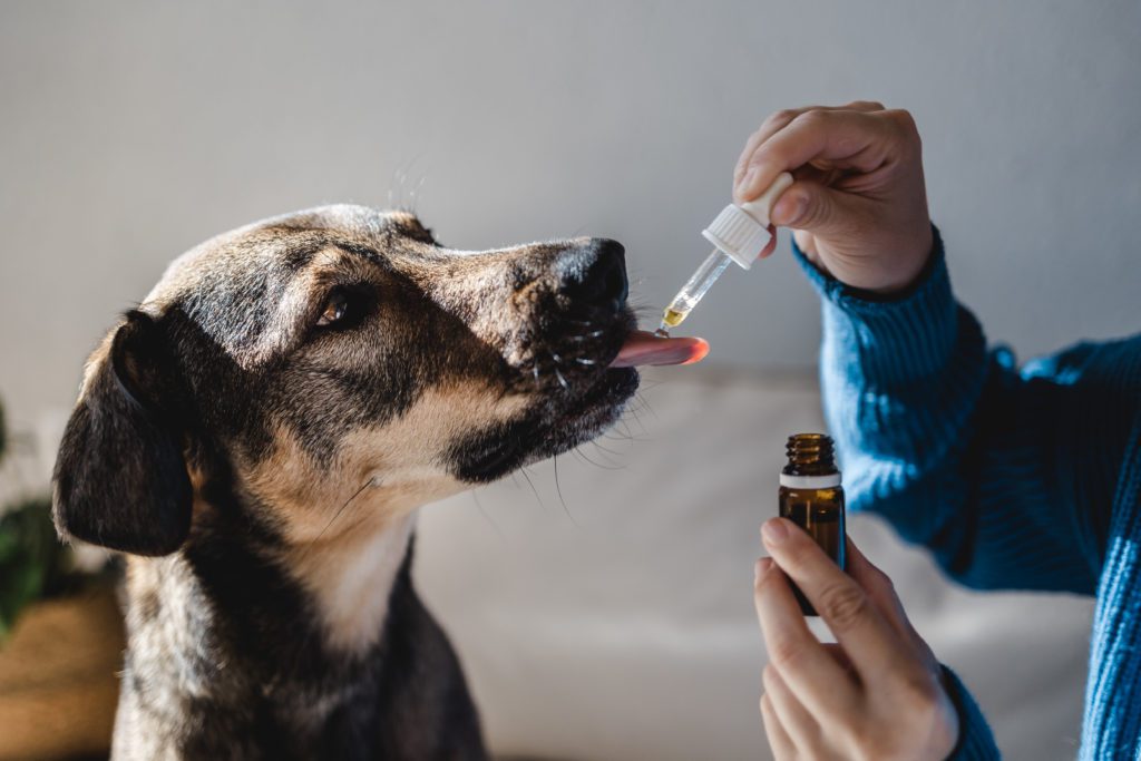 CBD Pet Products