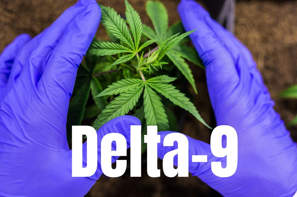 delta-9 thc - cannabis plant