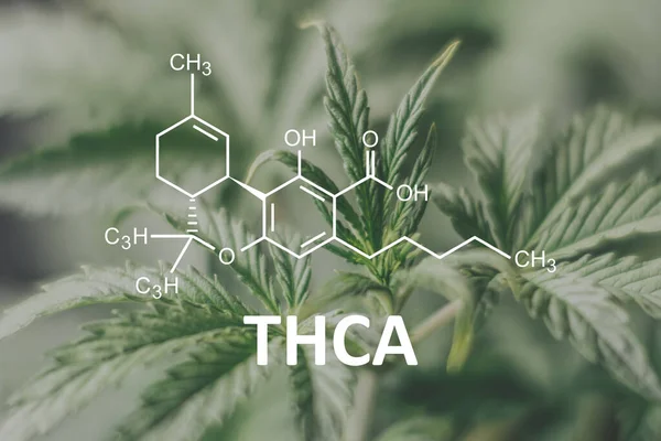 THCA Chemical Reaction Image