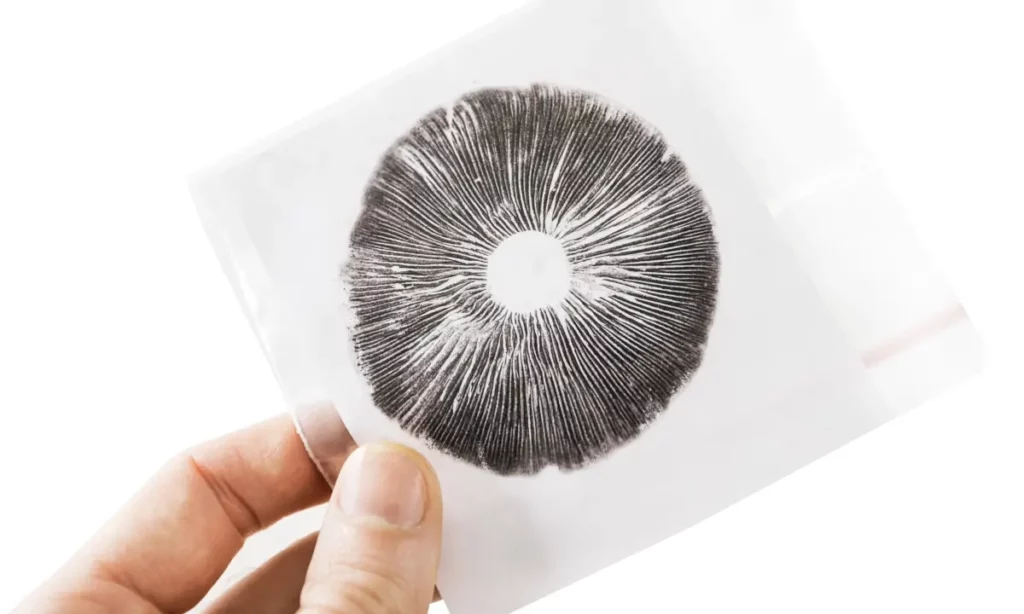 taking a spore print