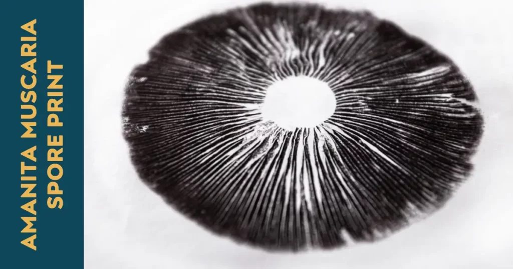 amanita muscaria spore print