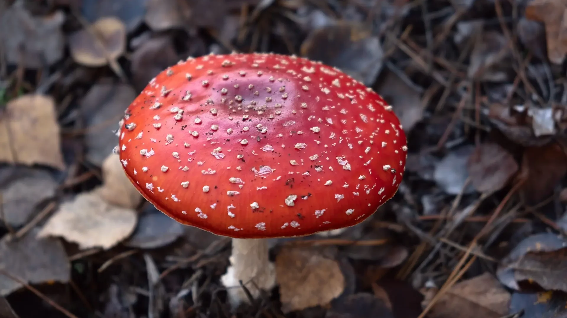 amanita muscaria in its habitat