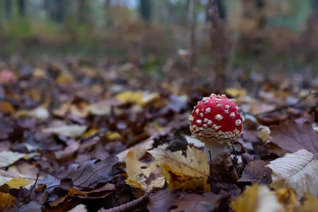 Amanita Muscaria growing