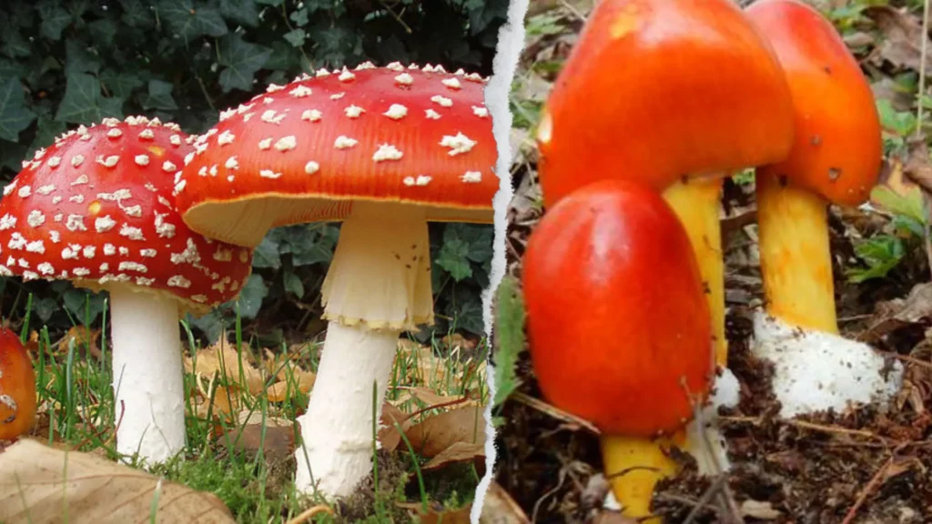 Amanita Muscaria vs. Amanita Caesarea side by side for comparison