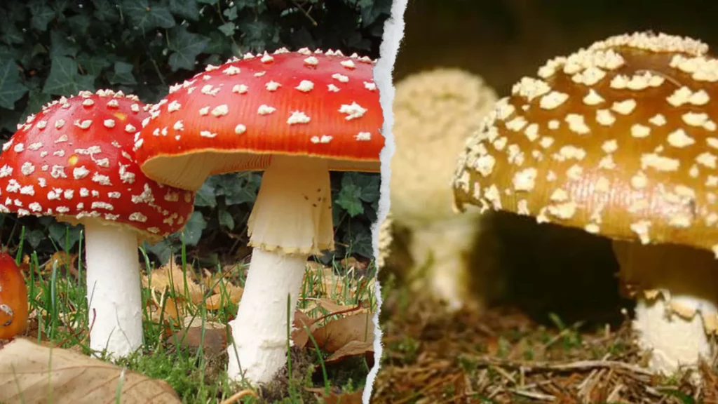 Amanita Muscaria vs. Amanita Regalis side by side for comparison