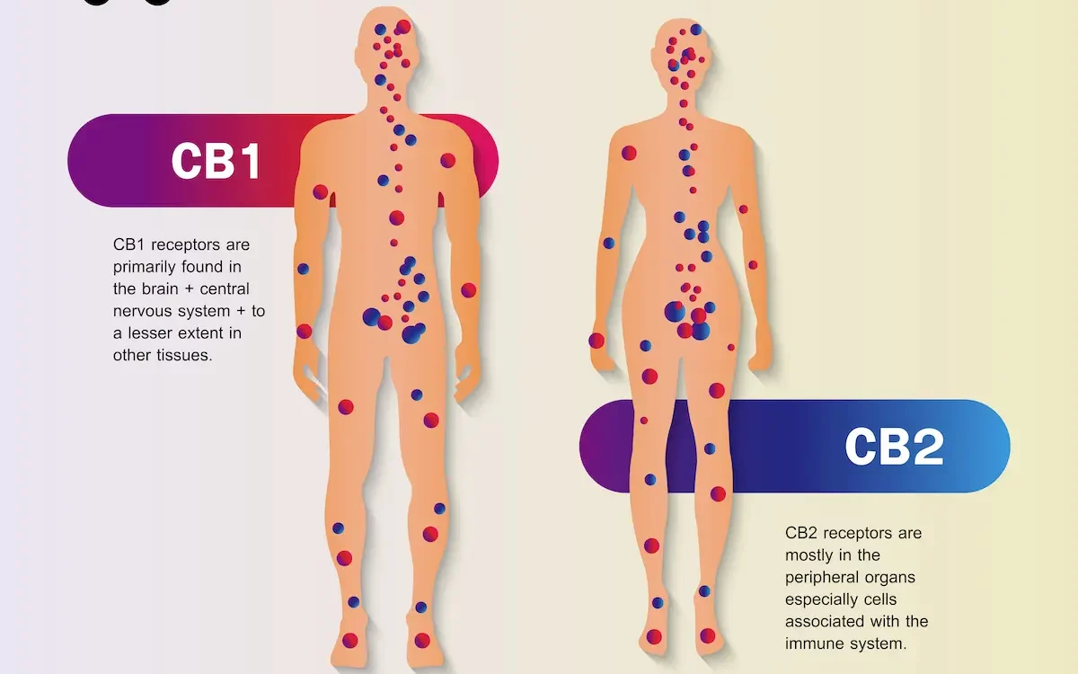 Illustration of CBD interacting with the endocannabinoid system.